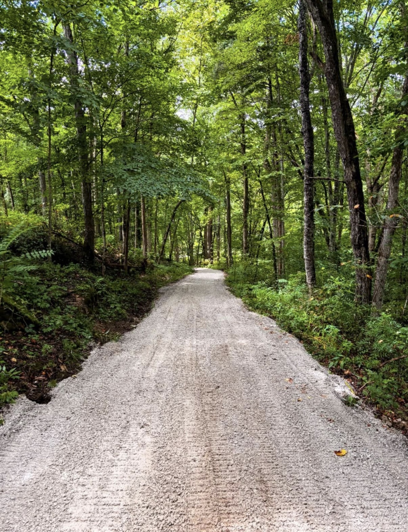Finished gravel driveway winding through a wooded property